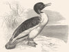 SWIMMERS. Merganser, Goosander. Green-headed c1870 old antique print picture