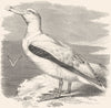 SEA FLIERS. Petrel, Storm Bird. Wandering Albatross c1870 old antique print