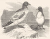 SOUTH AFRICA. Sea-Flier. Petrel, Storm Bird. Cape c1870 old antique print