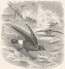 SEA-FLIER. Petrel, Storm Common c1870 old antique vintage print picture
