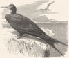 BIRDS. Sea-Flier. tropic bird. ship c1870 old antique vintage print picture