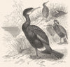 BIRDS. Sea-Flier. Cormorant c1870 old antique vintage print picture