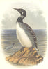 BIRDS. Diver. Grebe. North c1870 old antique vintage print picture