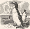 BIRDS. Diver. Stariki. Great Auk, Giant Penguin c1870 old antique print