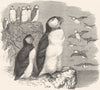 ARCTIC. Diver. Penguin. Coulterneb, Puffin c1870 old antique print picture