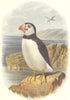 BIRDS. Diver. Penguin. Puffin c1870 old antique vintage print picture