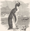 BIRDS. Diver. Penguin. Golden Crested c1870 antique vintage print picture