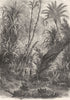 NICOBAR. Virgin Forest in Kar-(Indian Ocean) 1870 old antique print picture