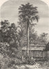 INDIA. Palm tree in Great Andaman 1870 old antique vintage print picture
