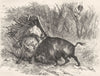 USA. Fight between a Bull & a Bison 1870 old antique vintage print picture