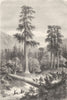 NORTH AMERICA. Giant pine trees of Sonora 1870 old antique print picture