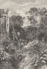 AUSTRALIA. Virgin Forest 1870 old antique vintage print picture
