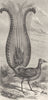 AUSTRALIA. Lyre-Bird 1870 old antique vintage print picture