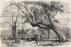 AUSTRALIA. A Squatter's HQ 1870 old antique vintage print picture