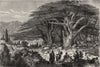 LEBANON. Cedars of 1871 old antique vintage print picture