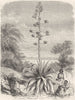 MEXICO. Aloes Magney 1871 old antique vintage print picture