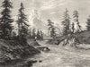 VANCOUVER ISLAND. Victoria Harbour, Abies Douglasii c1880 old antique print