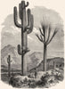 USA. Cereus Giganteus, Monumental Cactus c1880 old antique print picture