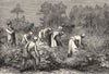 USA. Picking Cotton c1880 old antique vintage print picture