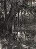 FLORIDA. Everglades c1880 old antique vintage print picture