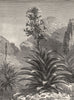 MEXICO. Aechmea Paniculata in Bloom c1880 old antique vintage print picture