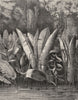 MEXICO. Tropical Lagoon c1880 old antique vintage print picture