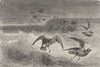 BIRDS. Storm Petrels, Mother Carey's Chickens 1880 old antique print picture