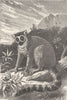 MADAGASCAR. Lemur Monkey 1880 old antique vintage print picture