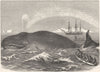 WHALES. Right Whale(Balaena mysticetus) 1880 old antique vintage print picture