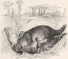 AUSTRALIA. Ornithorhynchus Paradoxus, Platypus 1880 old antique print picture