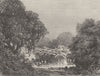 HAWAII. Honolulu. Grove of Plantain 1880 old antique vintage print picture