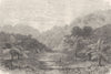 MALAYSIA. Wellesley(Seberang Perai). Jungle ferns 1880 old antique print