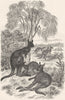 ANIMALS. Kangaroos 1880 old antique vintage print picture