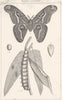 SILKWORMS. Histoire Naturelle. Ver a Soie de Pailante 1879 old antique print