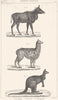 AUSTRALIA. Histoire Naturelle. Nilgau; Lama; Konguroo 1879 old antique print