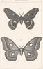 SILKMOTHS. Bombyx(attacus)Cecropia Male; Paphia femelle 1879 old antique print