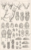 LANDSCAPES. Venerie. Tetes, bois pieds de Cerf-Empreintes fumees 1879 print