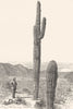 ARIZONA. Giant Cactus, Arizona 1891 old antique vintage print picture