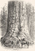 CALIFORNIA. The Grizzly Giant 1891 old antique vintage print picture