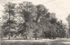 SCOTLAND. The Central Highlands. Larches at Dunkeld c1886 old antique print