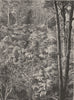 AUSTRALIA. A Victorian Forest 1886 old antique vintage print picture