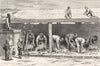 AUSTRALIA. Western Australia. Sheep Shearing 1886 old antique print picture