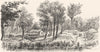 AUSTRALIA. A New Clearing 1886 old antique vintage print picture