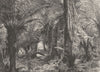 AUSTRALIA. Australian Fauna and Flora. Australian Tree-Ferns 1886 old print