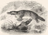 AUSTRALIA. Australian Fauna and Flora. The Platypus 1886 old antique print