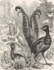 AUSTRALIA. Australian Fauna and Flora. The Lyre-Bird 1886 old antique print