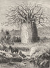 AUSTRALIA. Australian Fauna and Flora. The Bottle-tree 1886 old antique print