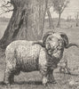 AUSTRALIA. A Merino Sheep 1886 old antique vintage print picture