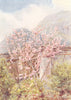 ITALY. Peach-trees ablow' 1907 old antique vintage print picture