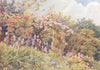 ITALY. Roses and Iris 1907 old antique vintage print picture
